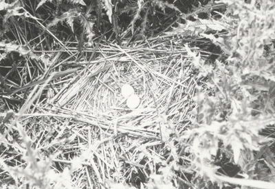 9982 - Nest van bruine kiekendief in vegetatie van overjarig riet en distels in het natuurreservaat 'De Burchtkamp'. ...