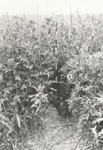 9983 - Nest van bruine kiekendief in vegetatie van overjarig riet en distels in het natuurreservaat 'De Burchtkamp'
