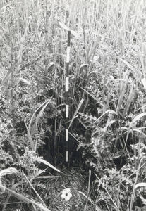 9984 - Nest van blauwe kiekendief in vegetatie van overjarig riet en distels in het natuurreservaat 'De Burchtkamp'