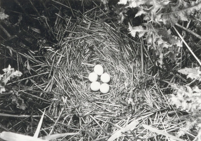 9985 - Nest van blauwe kiekendief in vegetatie van overjarig riet en distels in het natuurreservaat 'De Burchtkamp'