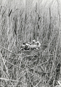 9986 - Nest van bruine kiekendief in vegetatie in overjarig zwaar rietveld in het natuurreservaat 'De Burchtkamp'