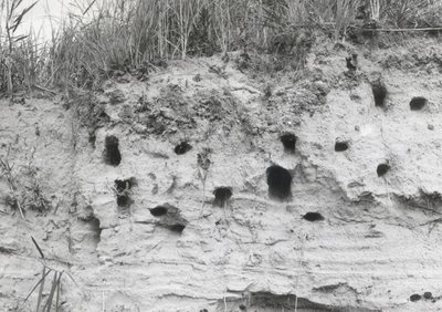 10000 - Nesten van een kolonie oeverzwaluwen in een zandhoop op kavel C 23. De nestingangen liggen veelal onder een zodelaag