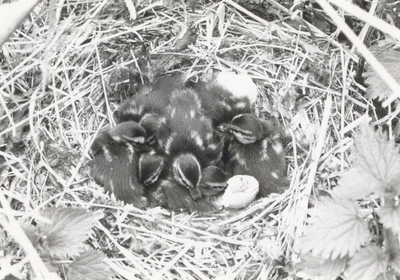 10035 - Nest jonge eenden bij kampeerterrein Harderwold