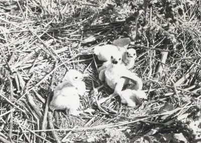 10090 - Nest jonge kiekendieven op kavel GZ 62 nabij de Hoge Vaart