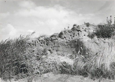 10091 - Nesten van een kolonie oeverzwaluwen in zandhoop langs de dijk Enkhuizen - Lelystad