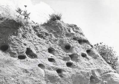 10092 - Nesten van een kolonie oeverzwaluwen in zandhoop langs de dijk Enkhuizen - Lelystad. Detailopname