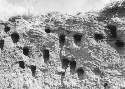 10093 - Nesten van een kolonie oeverzwaluwen in zandhoop langs de dijk Enkhuizen - Lelystad. Aan het eind van het ...