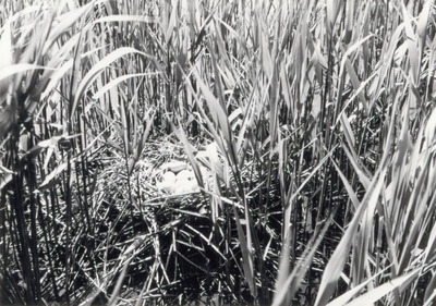 10101 - Nest met eendeneieren in natuurreservaat Ganzengouw