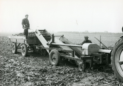 329 - Het mechanisch oogsten van suikerbieten. Bison bietenrooier in bedrijf