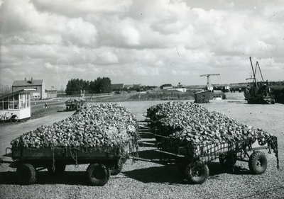 340 - Suikerbietenoogst. Wagens met bieten staan te wachten op transport bij de aanlegsteiger in Tollebeek