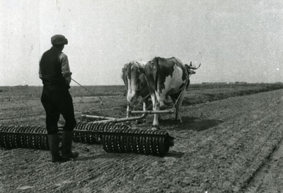 2304 - Beierse ossen aan het werk in de polder