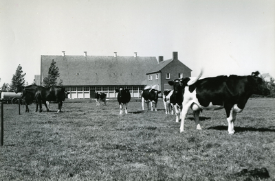 79 - Boerderij met koeien