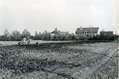 107 - Tulpencultuur, moeder en kinderen werken in de tulpen, met de boerderij op de achtergrond