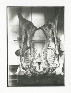 1545 - Geslacht varken aan de ladder .