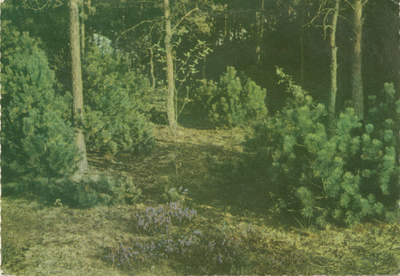 87 - Boszicht vakantieoord Beltgraven Oldebroek