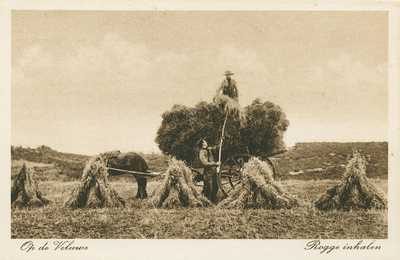 6219NUN001006219 Op de Veluwe  Rogge inhalen