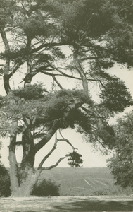 7597 - achterzijde: Groeten uit Elspeet, psotstempel, de kaart is verstuurd op 9 juni