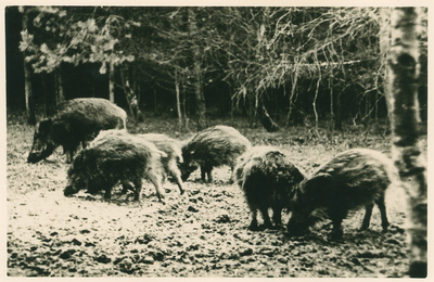 13078 - Grof wild (wilde zwijnen) in het district Apeldoorn