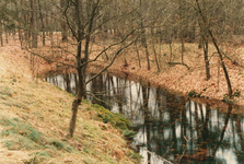 N 8243 - meertje in het bos bij Hulshorst
