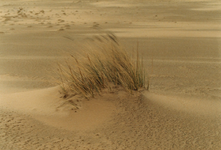 N 8244 - pol gras in een zandvlakte; Hulshorsterzand