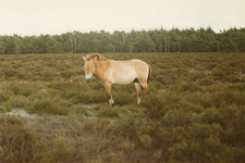 N 8250 - Przewalski paard op de Noorderheide te Vierhouten