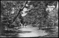 226 - drie kinderen op een bospad; links en rechts bomen