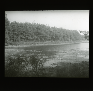  Ven met op de achtergrond dennenbos Ossenkolk of Waschkolk