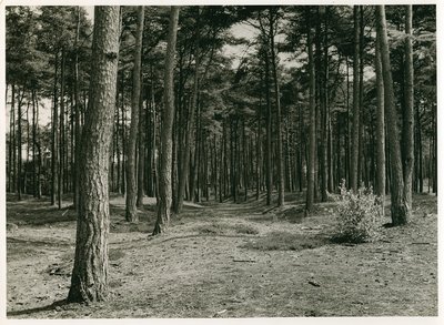 5106 - Naaldbomen op zandgrond