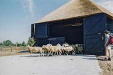 8411 - De deuren van de schaapskooi staan open om de kudde schapen de heide op te laten lopen. Rechts kijkt herderin ...