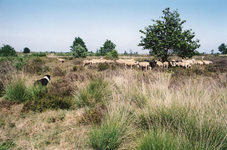 8413 - Links een hond en rechts een kudde schapen op de heide in de buurt van de Schaapskooi
