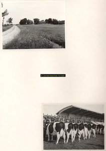 F001049 Twee foto's, bovenste foto: erf 23 op het Kampereiland uit juli 1955, onderste foto: veekeuring uit 1949 met ...
