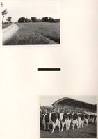 F001049 Twee foto's, bovenste foto: erf 23 op het Kampereiland uit juli 1955, onderste foto: veekeuring uit 1949 met ...