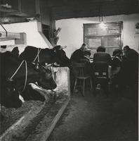 F000825 De familie Teune in de stal, tevens woonvertrek aan Greenterweg 13.