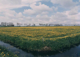 F013242 Landschap Kampereiland, op de horizon loopt de Heultjesweg.