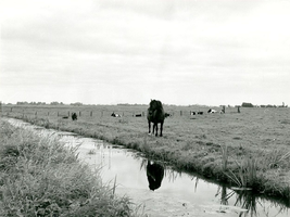 F013414 Deze foto geeft een beeld vóór de ruilverkaveling van de tachtiger jaren van de vorige eeuw aan de Rietsteeg, ...