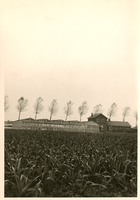 F013415 Tuinderij aan de Tuindersweg met één van de nog niet verwarmde warenhuizen, na 1960 werden op grote schaal ...