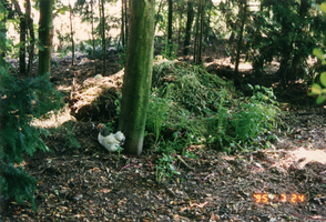 F013487 Los lopende kip op het erf van het boerderijtje aan de Dorpsweg nr. 91 in IJsselmuiden.