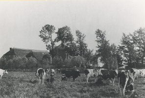 F013687 Melkende meisjes met koeien in een weiland. Met op de achtergrond twee boeren gebouwen en een hooimijt..