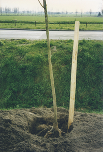 F016037 Boomplantdag 1998 in IJsselmuiden.