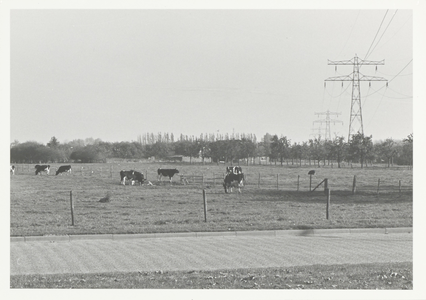  Weiland met koeien nabij de hoogspanningsleiding in plan Dalenoord