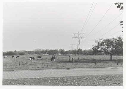  Weiland met koeien nabij de hoogspanningsleiding in plan Dalenoord, op de achtergrond agrarische bebouwing.