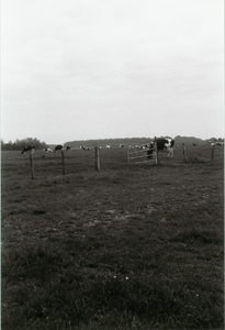  Landschap/weiland met koeien.