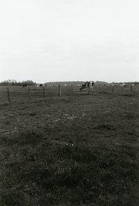  Landschap/weiland met koeien.