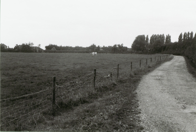  Weiland met één koe, op de achtergrond de vage contouren van een boerderij en rechts de Kromme Steeg als grindweg ...