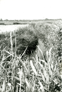  Een sloot (De Vlowijkse wetering) met aan beide zijden met riet begroeide oevers.