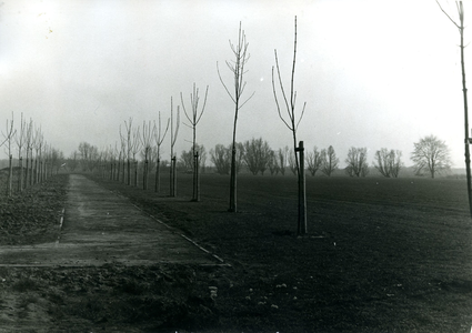  Essen aanplant op het Rijneiland