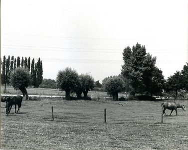  Gezicht op weiland met paarden nabij de Rijnseweg.