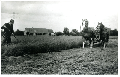  Het graan wordt gemaaid met behulp van een maaimachine getrokken door twee paarden. Op de achtergrond boerderij Dalenoord.