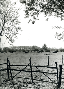  Gezicht op een weiland met koeien, op de voorgrond een houten hek.
