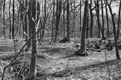  Bos naast het Wapen van Rijsenburg (deel van foto 58 in de scriptie)